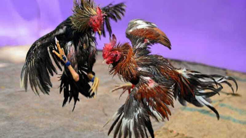 Top các cách chơi đá gà cựa dao philippines chuẩn xác nhất