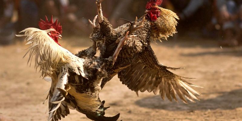 Cách chơi đá gà cựa dao philippines