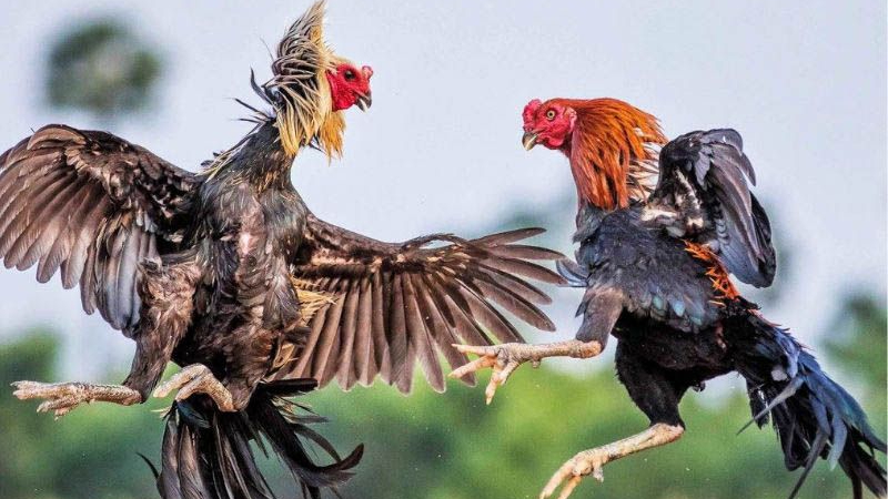 Đá gà Thomo, hình thức giải trí mang đậm bản sắc Việt